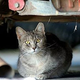 Illustration for article titled Chrysler Saves 100 Cats In Sebring Plant, Still Cant Save Self